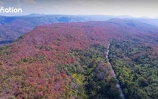 Hiện tượng “rừng đổi màu” kỳ ảo tại Thái Lan