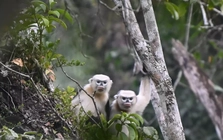 Ghi nhận loài Voọc cực kỳ quý hiếm, cả thế giới chỉ tìm thấy ở Việt Nam