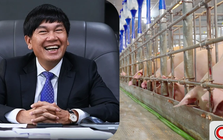 Đàn heo của tỷ phú Trần Đình Long xuất chuồng hơn 660.000 con năm 2025