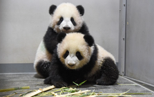 Buồn của Nhật Bản: 100.000 người đăng ký đến chia tay cặp gấu trúc song sinh về Trung Quốc, đánh dấu ngày không còn con gấu trúc nào trên lãnh thổ