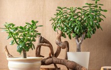 8 loại cây "rước" tài lộc, may mắn đến nhà vào năm 2026