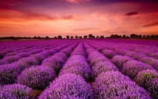 Cổ phiếu một cá mập từ khi lên sàn chỉ biết mỗi "màu tím", Tổng Giám đốc nói gì?