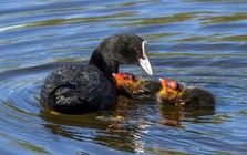 Mang trứng của loài mệnh danh "sản vật tiến Vua" về ấp thử, anh nông dân Bắc Ninh thu lãi tiền tỷ mỗi năm