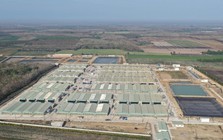 Phó Tổng giám đốc BAF: Dịch tả heo châu Phi là “bài toán sống còn”, ngành bước vào chu kỳ tái cấu trúc, giá heo 2026–2028 có thể đi theo 2 kịch bản