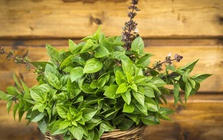 Loại cây gia vị nên trồng trong nhà vào năm mới: "Hút" may mắn, tài lộc, làm thuốc khi cần