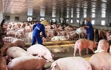 Việt Nam chi gần 2 tỷ USD nhập khẩu thịt