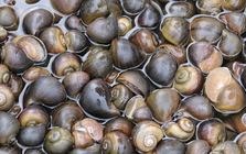 Ốc bươu ngâm “thủy tinh lỏng”, bác sĩ cảnh báo nóng