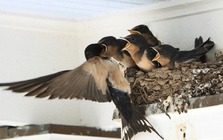 Gần Tết thấy nhà có 6 dấu hiệu này là cuộc đời nở hoa, tài lộc gõ cửa: Đặc biệt là điều số 2!