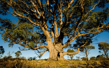 Phát hiện 1 loại cây "hút vàng" từ độ sâu 30m: "500 cây mới cho ra lượng vàng đủ để làm 1 chiếc nhẫn cưới"