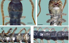 VQG Hoàng Liên – Tà Xùa hé lộ một bí mật mà khoa học chưa từng ghi nhận