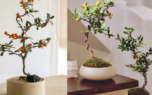 Trend chơi quất dành cho nhà nhỏ - hội chị em nhất định phải update để đón Tết