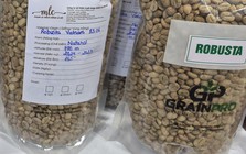 Giá cà phê hôm nay 3-1: Tiếp tục tăng