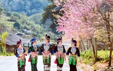 Đẹp nao lòng những bông hoa anh đào ở miền biên viễn xứ Nghệ