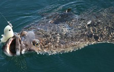 Cậu bé 13 tuổi oằn mình kéo "thủy quái" nặng hơn cả cơ thể giữa biển khơi, khoảnh khắc ai cũng nín thở