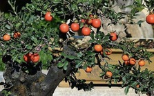 Phát ghen với nhà nào trồng 4 cây này: Hoa thơm quả đẹp, ví như "vàng ròng trời ban"