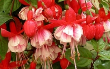 5 loại hoa "khó tính" bậc nhất, trồng 1 lần sợ tới già