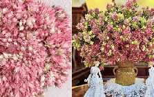 Loài hoa tên nghe bẽn lẽn như gái đôi mươi, nở rộ thành tuyệt phẩm, bền đẹp suốt cả tháng