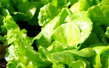 Mỹ đánh giá đây là loại rau “tốt nhất thế giới”, người Việt ăn suốt mà không biết