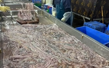 Hà Nội: Thu giữ hơn 60 tấn lòng lợn không rõ nguồn gốc tại kho đông lạnh