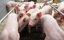 BAF Việt Nam: Cơ hội “đảo chiều” sau chu kỳ biến động Q4/2025 của ngành chăn nuôi