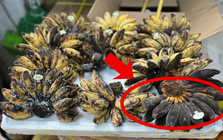 Ra chợ mua chuối, không phải nải chín vàng, đây mới là nải được người "sành" chọn mua đầu tiên: Vì sao?