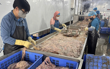 Hơn 60 tấn lòng heo hôi thối, chuyển màu nằm trong kho lạnh