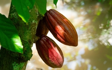 Sô-cô-la 60DAYS và chiến lược nâng tầm sô-cô-la Việt