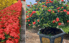 Loài hoa chơi Tết bền cả tháng, nở đẹp mỹ miều: 1 ngày ngắm 24 giờ không thấy chán