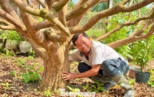 Cận cảnh cụ mai 70 năm độc nhất vô nhị được ‘hét giá’ 3,5 tỷ đồng