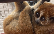 Nghe tiếng động lạ trong vườn, người dân phát hiện loài vật quý hiếm nặng 300g, thuộc sách đỏ Việt Nam