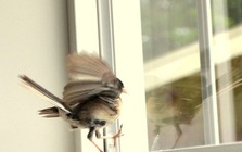 4 vật vào nhà là điềm báo phong thủy tốt lành, tiền tài khởi sắc: Chớ dại đuổi chúng đi