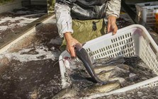 Mùa đông có 4 loại cá “dễ ngậm kim loại nặng” nên ăn ít, tiểu thương cảnh báo rẻ mấy cũng đừng mua