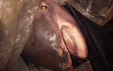 "Quái vật" 230kg trên sông Mê Kông lộ diện, giới khoa học "lo ngại"