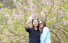 Hoa đỗ mai nở rộ hút hồn du khách đến với Vũng Tàu