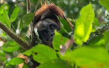 "Người rừng": Loài vật sở hữu IQ sánh ngang trí tuệ nhân loại, hiện chỉ còn vài nghìn cá thể