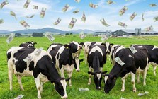 Một đại gia sữa chốt quyền chia cổ tức 25%, tiền về tài khoản ngay sát Tết