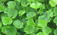 Ra chợ gặp rau này nên mua luôn, rẻ tiền mà chống rụng tóc “thần sầu”, giúp tóc con mọc lên tua tủa