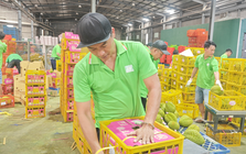 Việt Nam sắp dẫn đầu về xuất khẩu sầu riêng