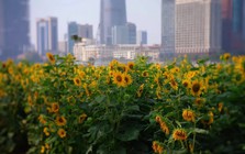 Những điểm check-in "ngàn hoa" hút khách ở TP Hồ Chí Minh