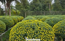 Thủ phủ hoa kiểng Vĩnh Long vào vụ Tết, cúc mâm xôi hút hàng