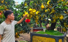 Bưởi Diễn 'đổ bộ' vào Nam sớm, giá tăng mạnh trước Tết