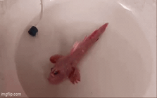 Con cá màu hồng "lạ nhất hành tinh" xuất hiện ở Cà Mau: Gia đình mong muốn bán lại với giá 10 triệu