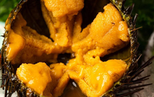 Sinh vật duy nhất trên Trái đất "nhìn bằng chân": Hóa ra là "nhân sâm của biển"