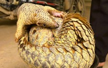 Hai con vật quý hiếm trong sách đỏ đi lạc vào nhà dân