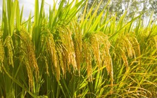 Một giống lúa Việt "cấy một vụ, ăn cả năm", năng suất "khủng"