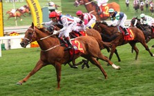 Thị phần môi giới của SSI trên HoSE lên cao nhất 22 quý