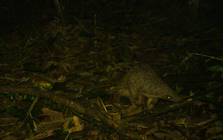 Phát hiện loài cực quý được gọi là “xuyên sơn giáp” ở Việt Nam: Nhiều người vui mừng, lập tức có cán bộ bảo vệ nghiêm ngặt