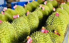 Buồn của sầu riêng Thái Lan, Việt Nam: Thêm một đối thủ chính thức mang hàng đông lạnh sang Trung Quốc