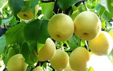9 loại quả "lọc" mỡ máu tốt bậc nhất đang bán đầy chợ Việt, ăn đều sẽ giảm huyết áp, cholesterol và nguy cơ mắc bệnh tim mạch