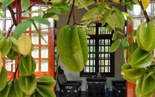 Vì sao nhiều gia đình trồng cây khế trong sân? Hóa ra không chỉ để lấy quả